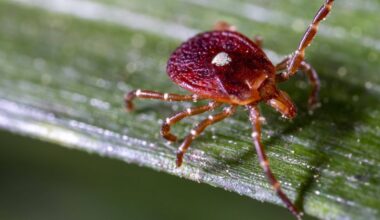 Small amount of 'Lone Star' ticks, which cause red meat allergy, pop up in Erie County
