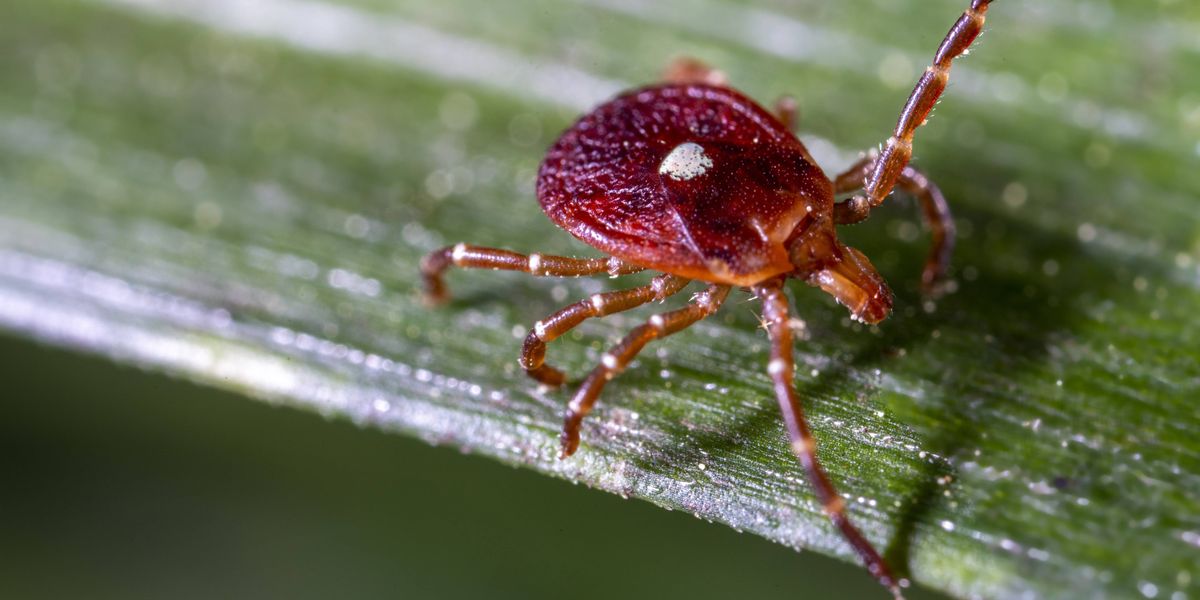 Small amount of 'Lone Star' ticks, which cause red meat allergy, pop up in Erie County