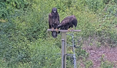 U.S. Steel eaglet that swallowed fishhook fledges: "Truly a miracle"