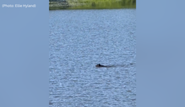 Video shows bear swimming in North Park Lake
