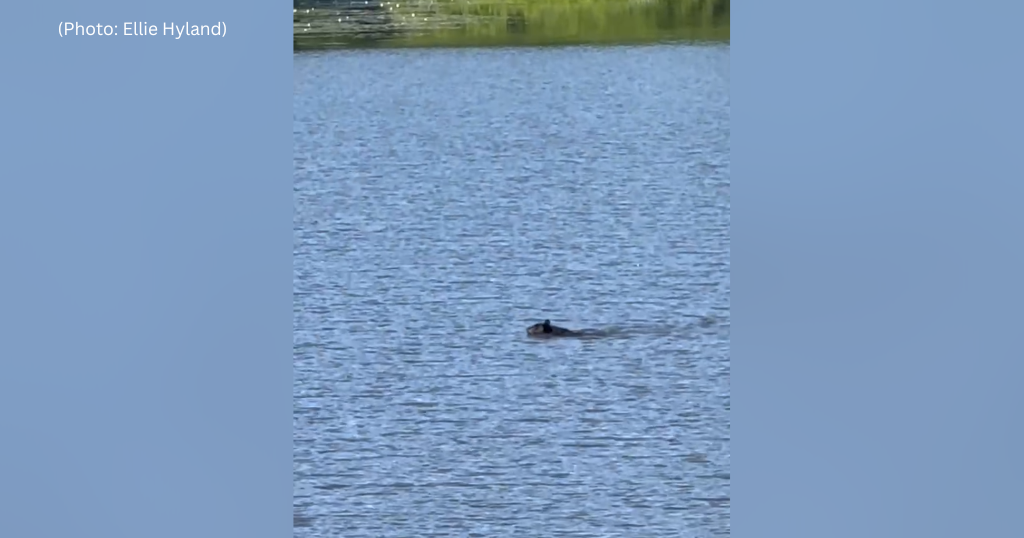 kdka-north-park-bear.png