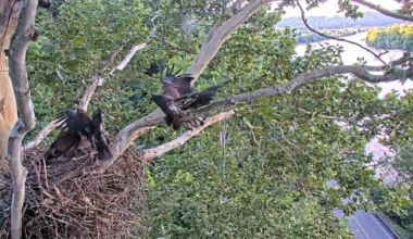 2 eaglets in U.S. Steel nest take first flights: "An incredible milestone"