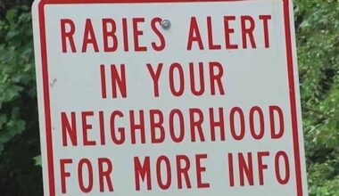 Rabid raccoon attacks dog in Bethlehem