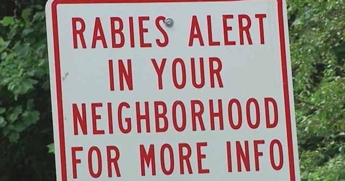 Rabid raccoon attacks dog in Bethlehem