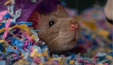 Meet Haiga: Lower Bucks Countys Shelter Pet Of The Week
