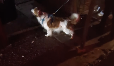 Meet Torch, a dog who's been hunting rats in Philly for six years