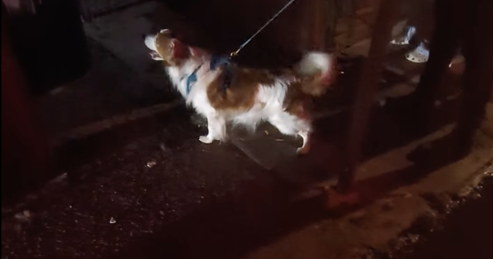 Meet Torch, a dog who's been hunting rats in Philly for six years