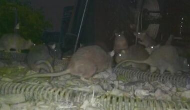 Hundreds of rats are running rampant in Rostraver Township. Residents say there is "no end in sight."