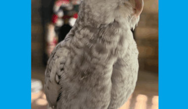 Family asking for help locating missing cockatiel
