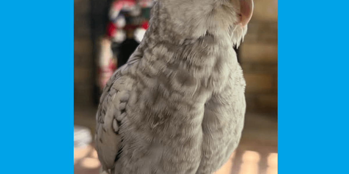 Family asking for help locating missing cockatiel