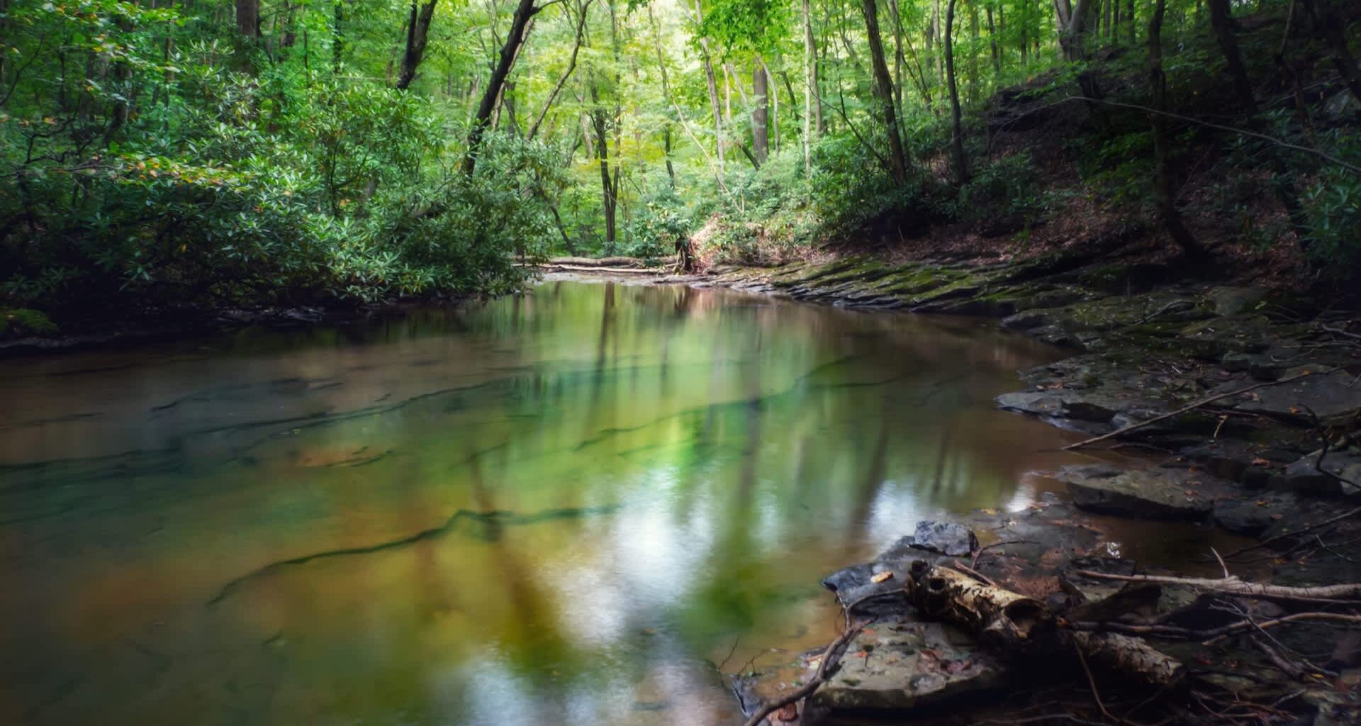 A serene forest scene featuring a calm, reflective body of water surrounded by lush greenery.