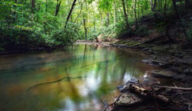 A serene forest scene featuring a calm, reflective body of water surrounded by lush greenery.