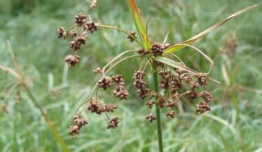 Rare plant found in Pennsylvania removed from endangered species list