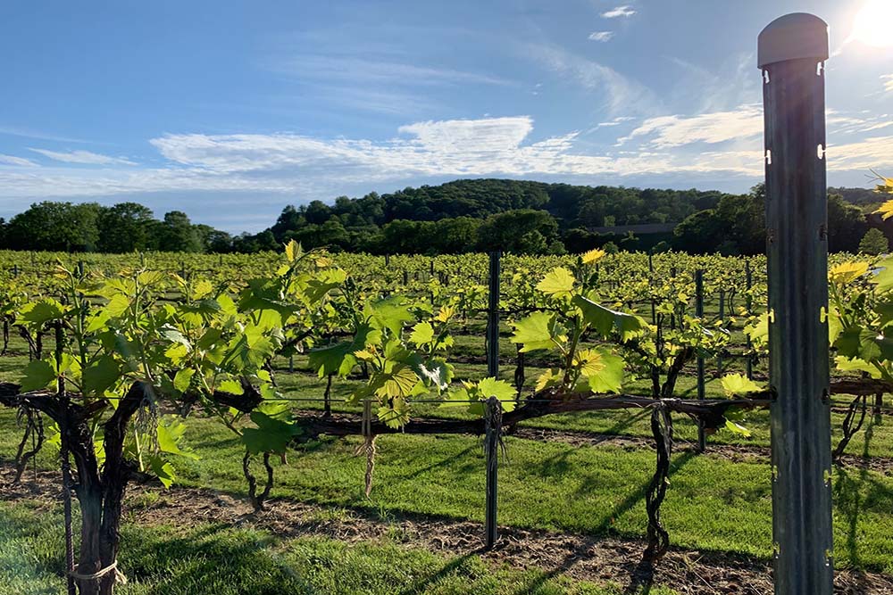 Black River Farms vineyard