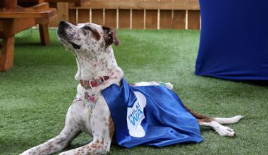 Help PWD choose our next Spokesdog! – @PhillyH2O Blog
