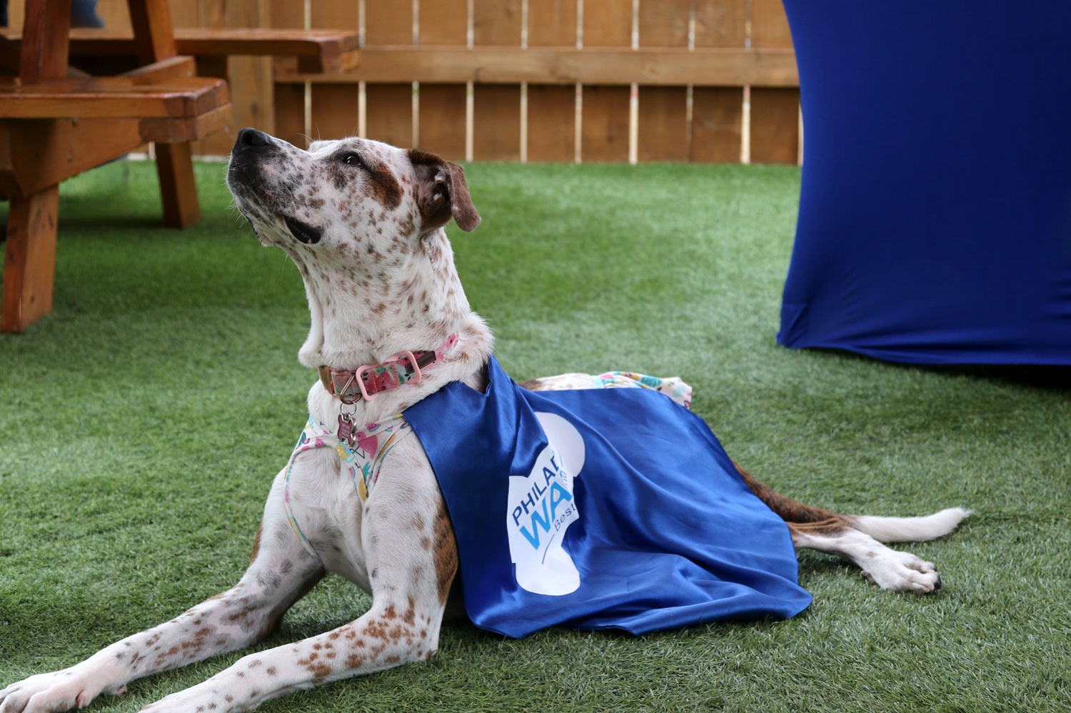 Help PWD choose our next Spokesdog! – @PhillyH2O Blog
