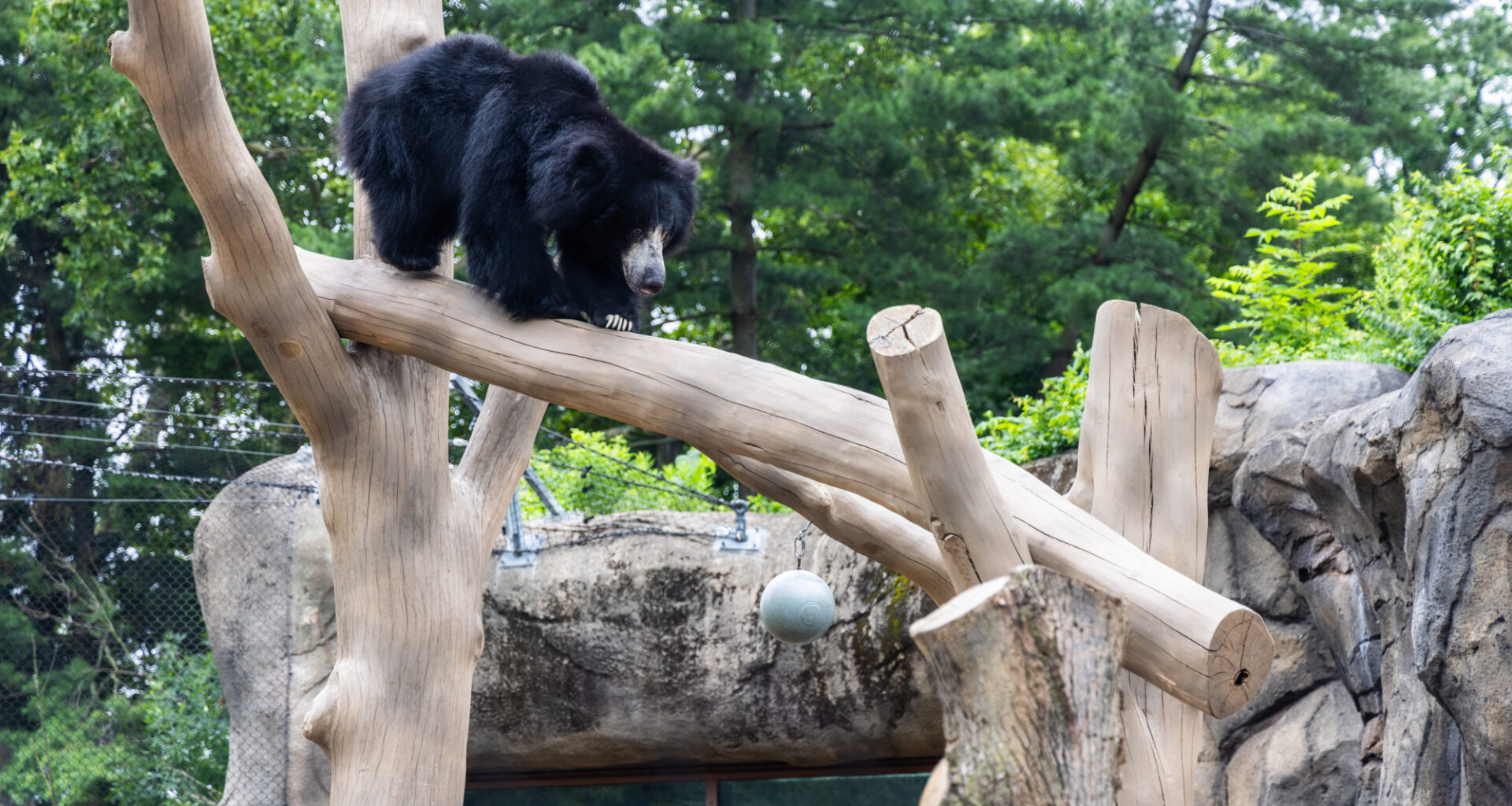 The Philadelphia Zoo’s bears got a dream home makeover