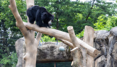 The Philadelphia Zoo’s bears got a dream home makeover