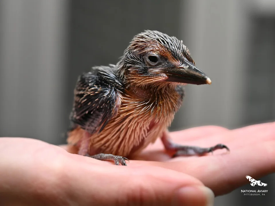 A female Guam kingfisher hatched at the National Aviary on May 12, 2026.