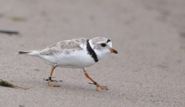 Piping plover’s resurgence - Herald-Standard