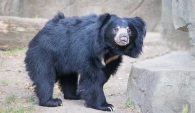 Philadelphia Zoo debuts elevated bear trail in new exhibit