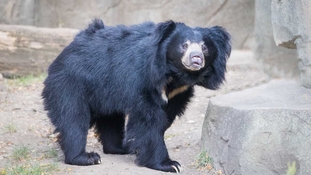 Philadelphia Zoo debuts elevated bear trail in new exhibit