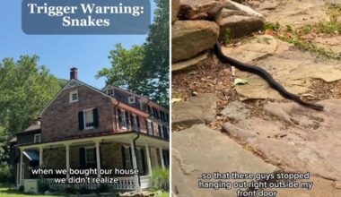 Pennsylvania couple discover the dream home they purchased is infested with snakes