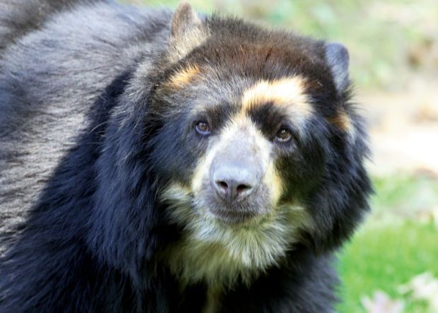 The new Carey Bear Country at The Philadelphia Zoo, opening in June, is home to two species of endangered bears: Andean bears, pictured above, and sloth bears. (COURTESY OF AVERSA PR)