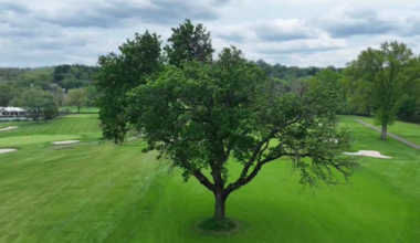 The 15th hole at Green Oaks CC offers a view of the club's famous tree | The Elite 18