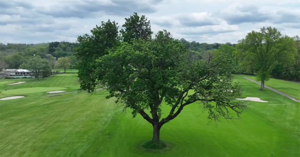 The 15th hole at Green Oaks CC offers a view of the club's famous tree | The Elite 18