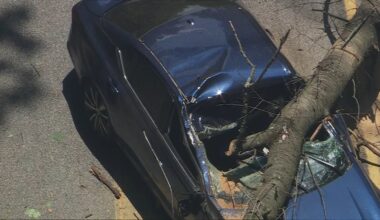 Tree falls on car in Lower Merion Township, Montgomery County