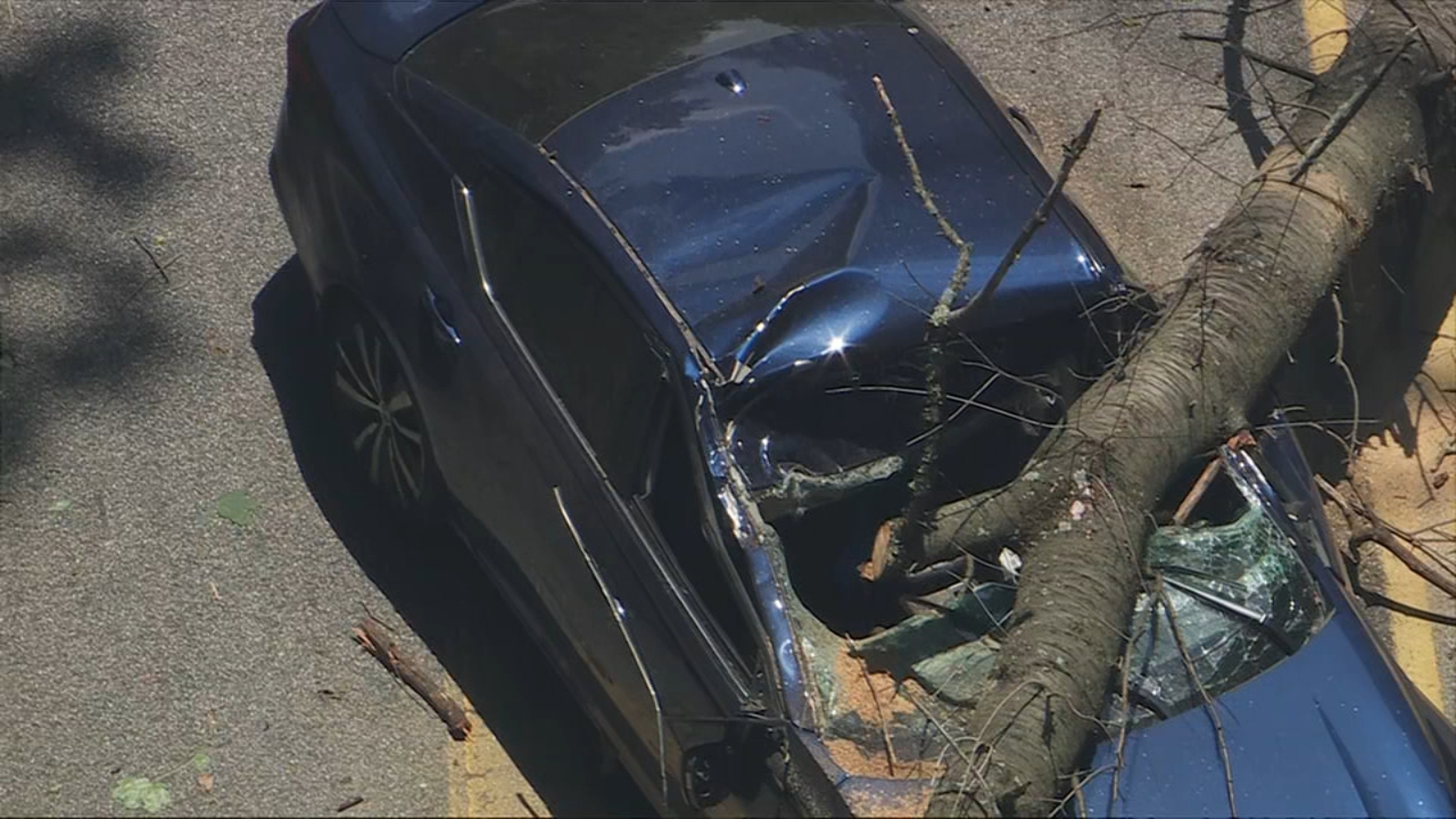 Tree falls on car in Lower Merion Township, Montgomery County
