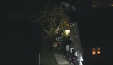 Tree falls into South Jersey backyards on Friday – NBC10 Philadelphia