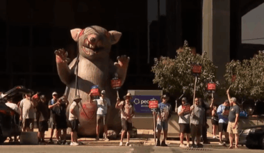 PECO union officials report assault allegations against picketers