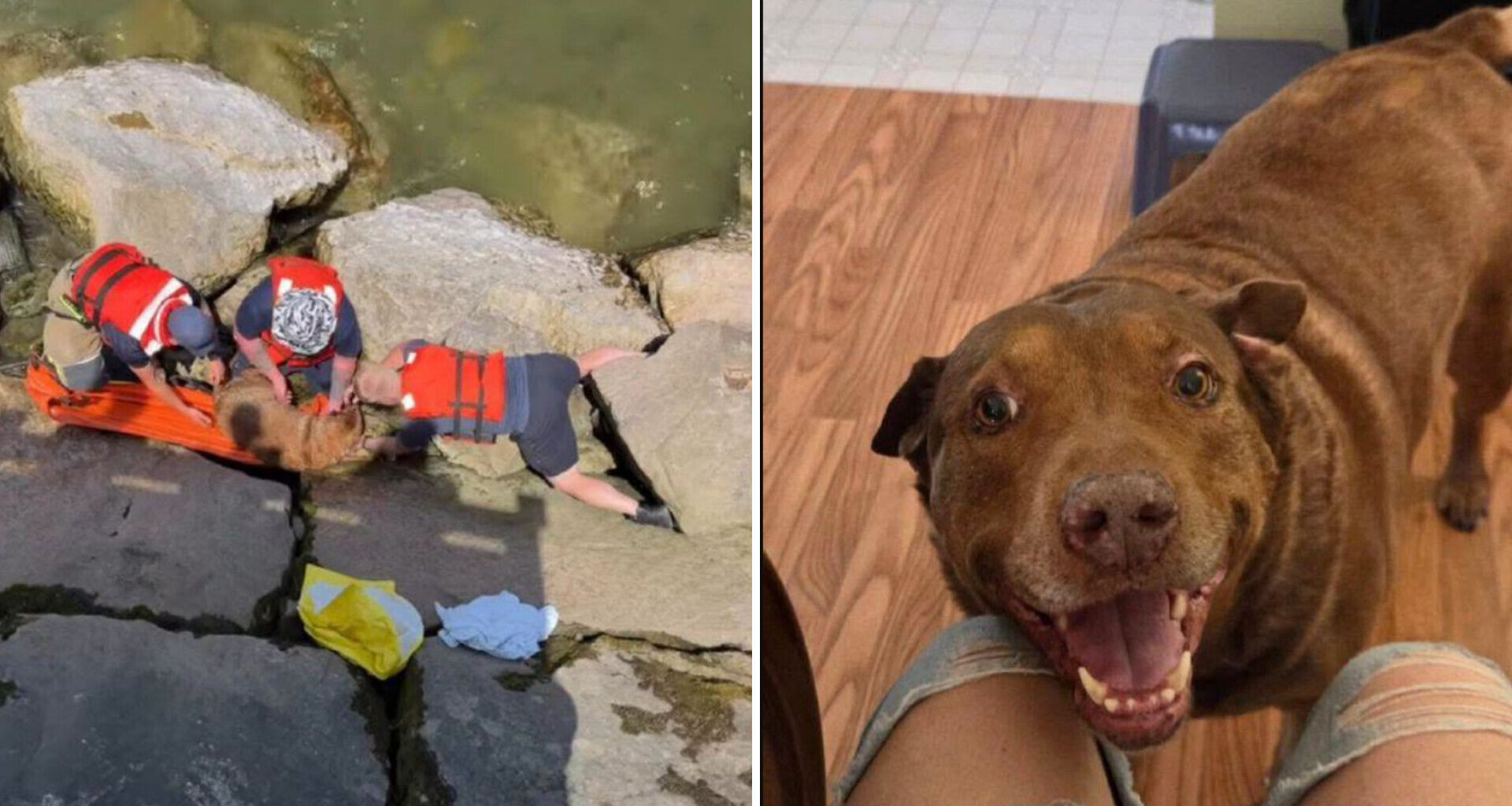 A rescue team in life jackets assists a dog stuck between rocks near the water.