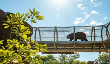 Bears can walk above you with new trail at the Philadelphia Zoo – NBC10 Philadelphia