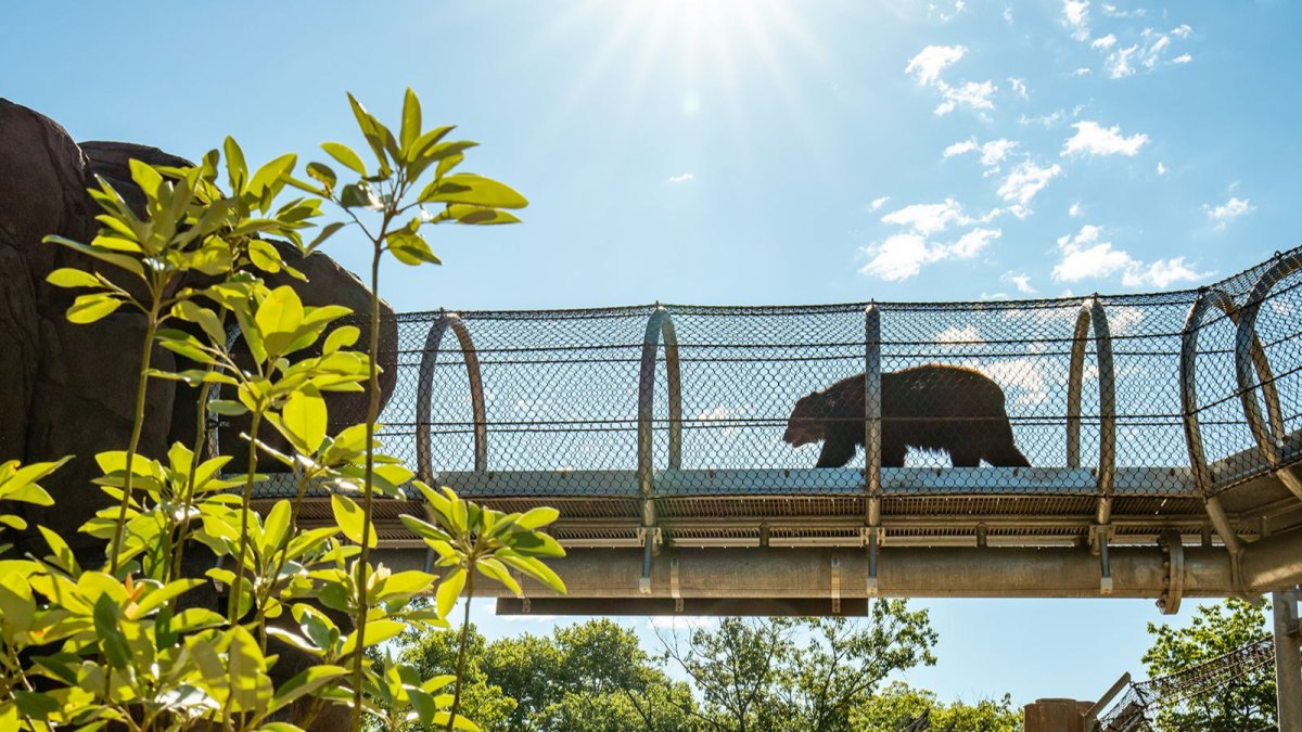 Bears can walk above you with new trail at the Philadelphia Zoo – NBC10 Philadelphia