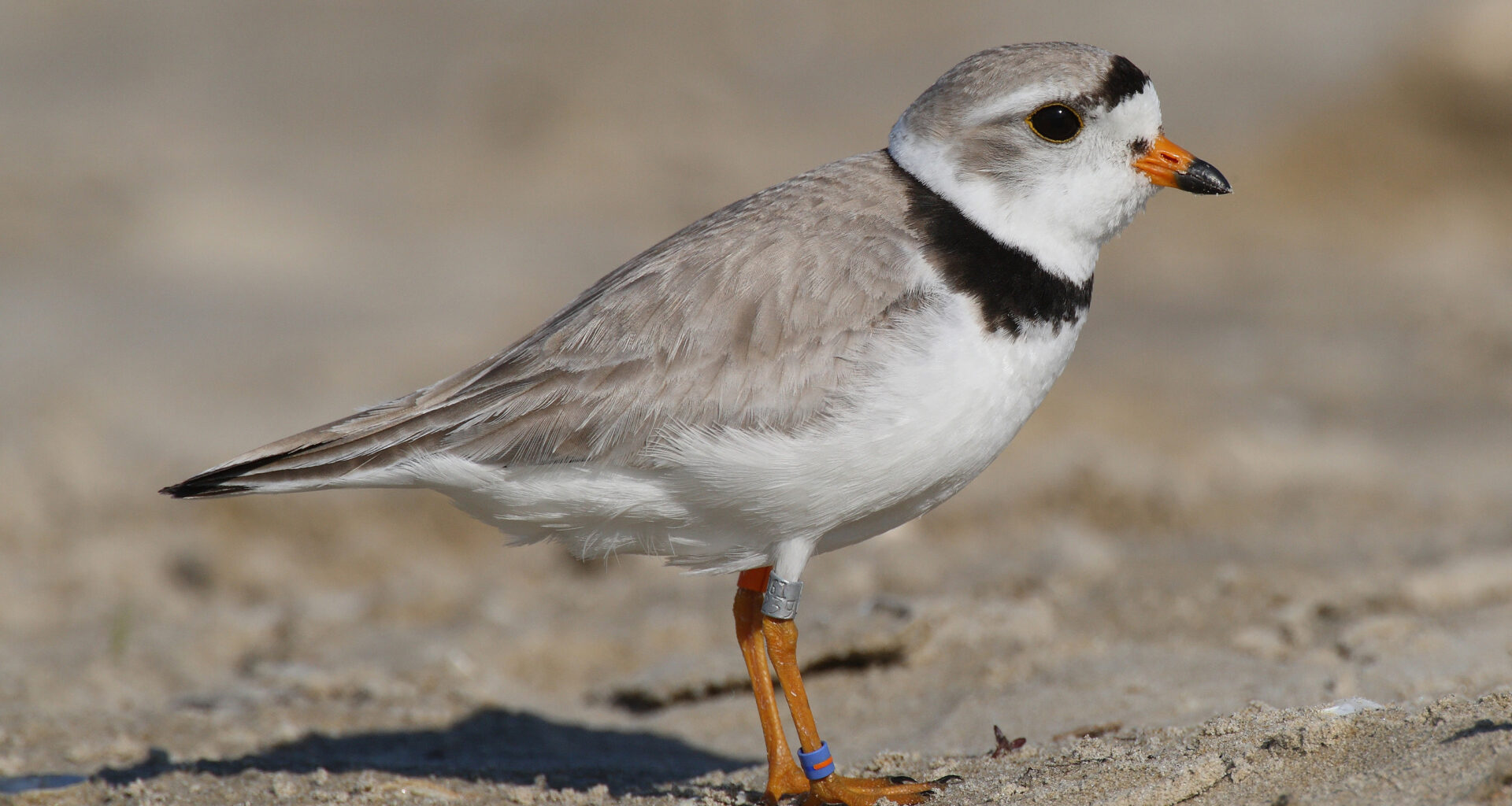 Shore Thing: The 2026 Piping Plover Fest