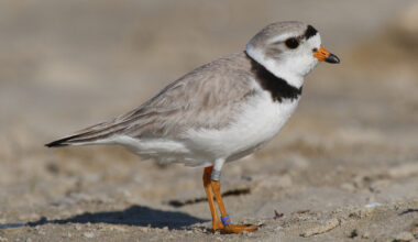 Shore Thing: The 2026 Piping Plover Fest