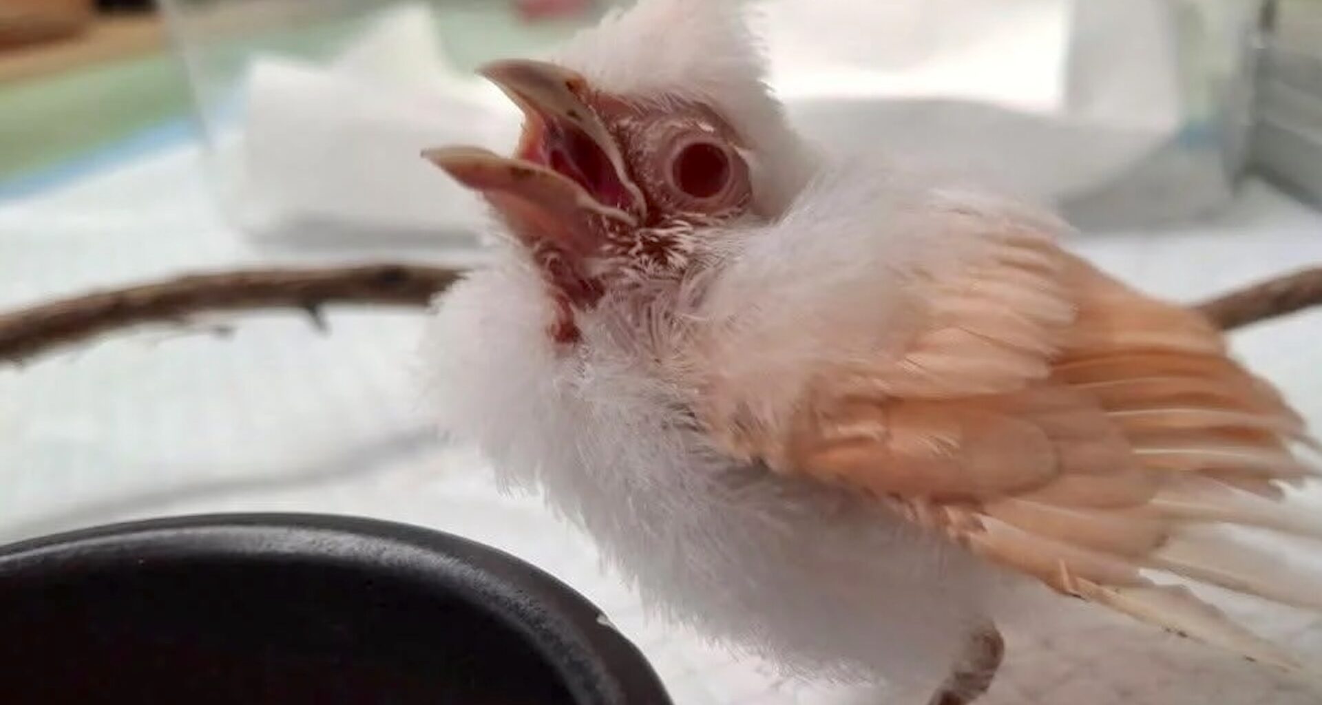 A fluffy, baby bird with a wide-open beak perched on a twig near a small bowl.