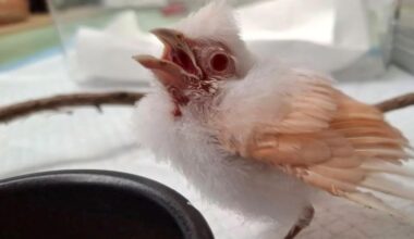 A fluffy, baby bird with a wide-open beak perched on a twig near a small bowl.