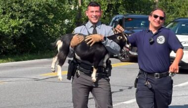 Owner sought after goat runs through traffic in Lehigh County – NBC10 Philadelphia