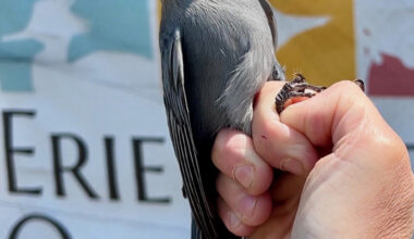 Bird of the Month: Gray Catbird