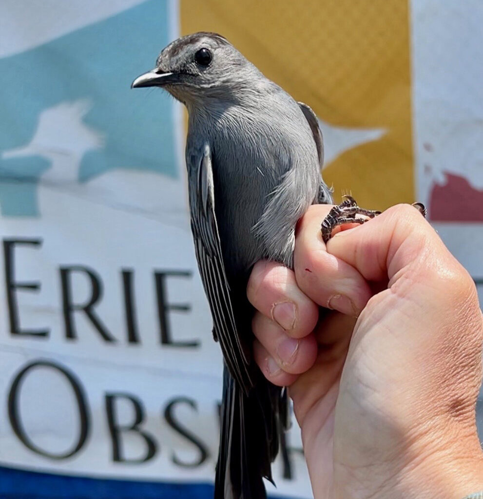 Bird of the Month: Gray Catbird