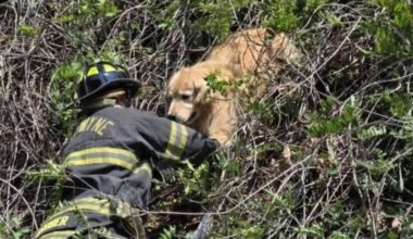 Golden retriever rescued from tree in Montgomery County – NBC10 Philadelphia