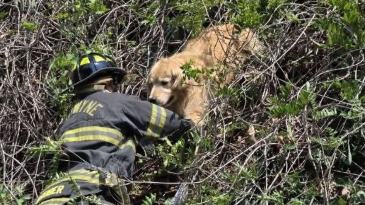 Golden retriever rescued from tree in Montgomery County – NBC10 Philadelphia