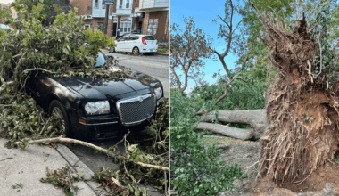 City promises to replace all trees knocked down during microbursts