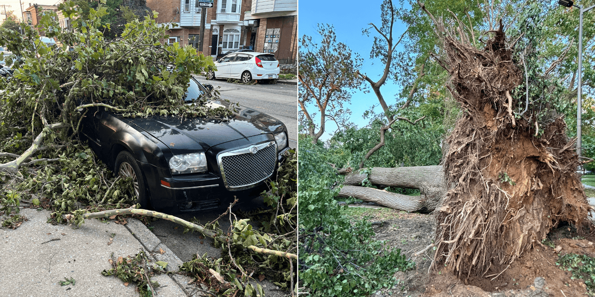 City promises to replace all trees knocked down during microbursts