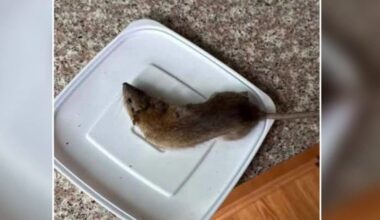 Rat infestation plagues Bensalem community as 'freaked out' residents seek help