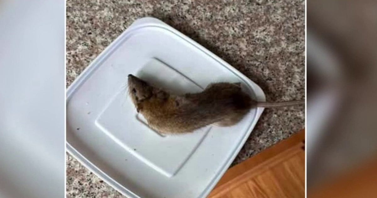 Rat infestation plagues Bensalem community as 'freaked out' residents seek help